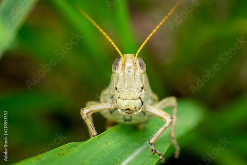 Face to face with a large grasshopper