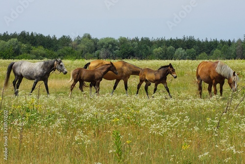 small and large brown horses in a field in green grass in nature on a summer day