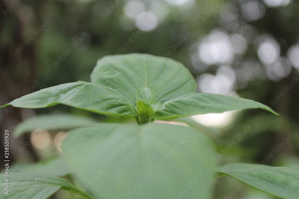 Natural green plants landscape using as a background or wallpaper. Natural green plants landscape using as a background or wallpaper.