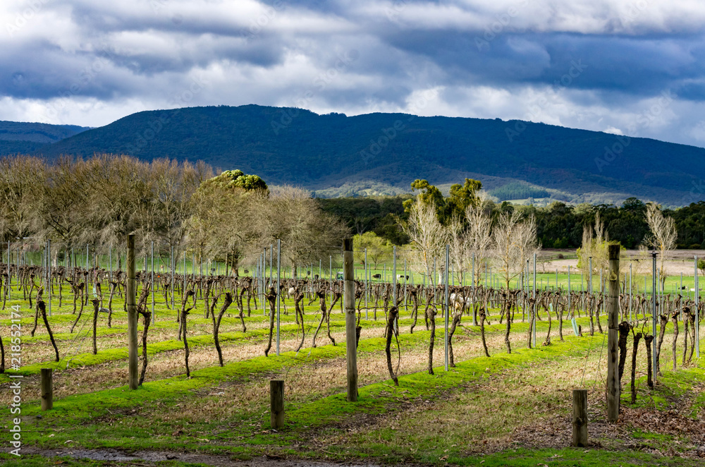 Obraz premium Vineyards Black Mountains Low