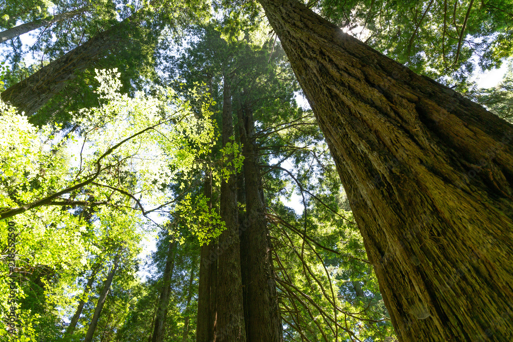 Fototapeta premium Redwood forest in California