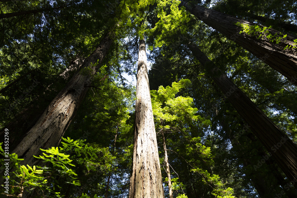 Fototapeta premium Redwood forest in northern California