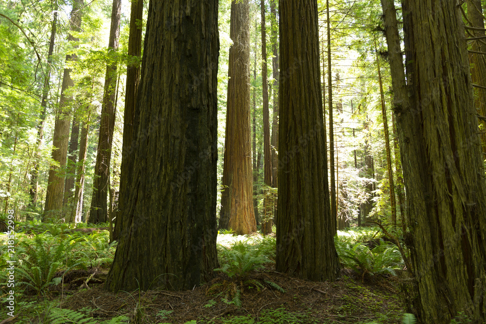 Redwood forest in northern California