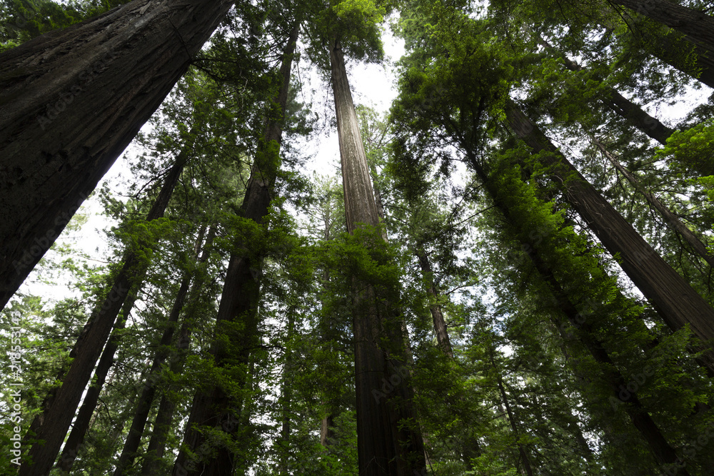 Redwood National Forest in northern California Redwood National Forest in northern California