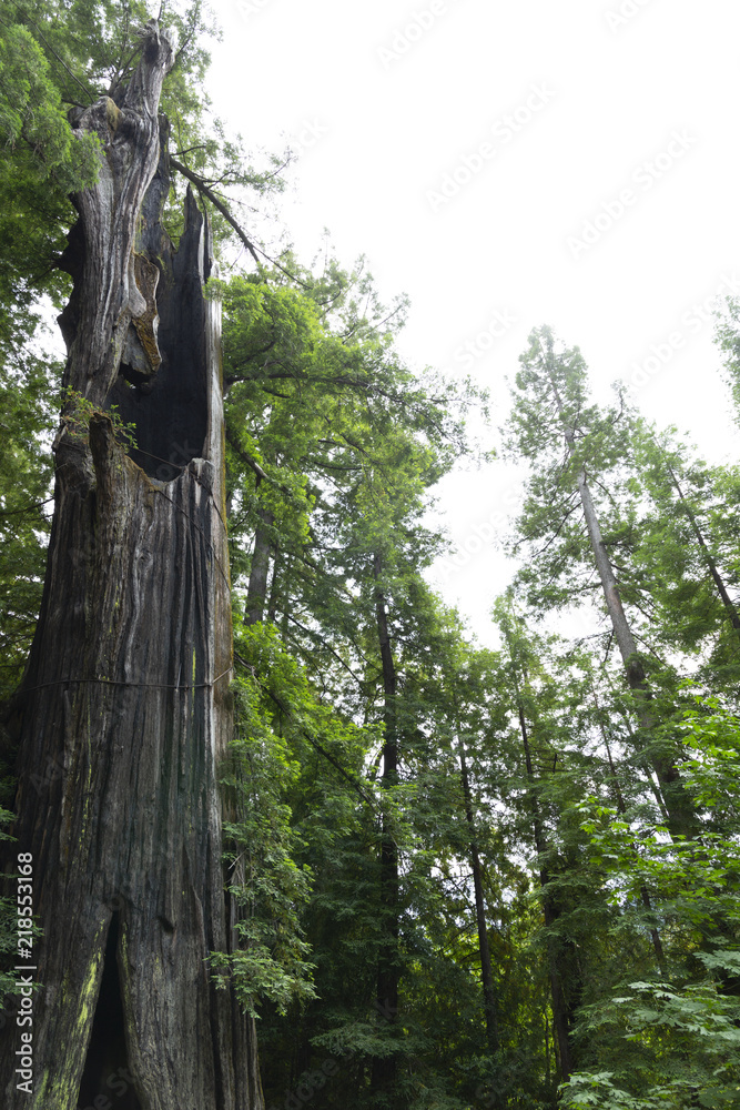 Fototapeta premium Redwood National Forest in northern California
