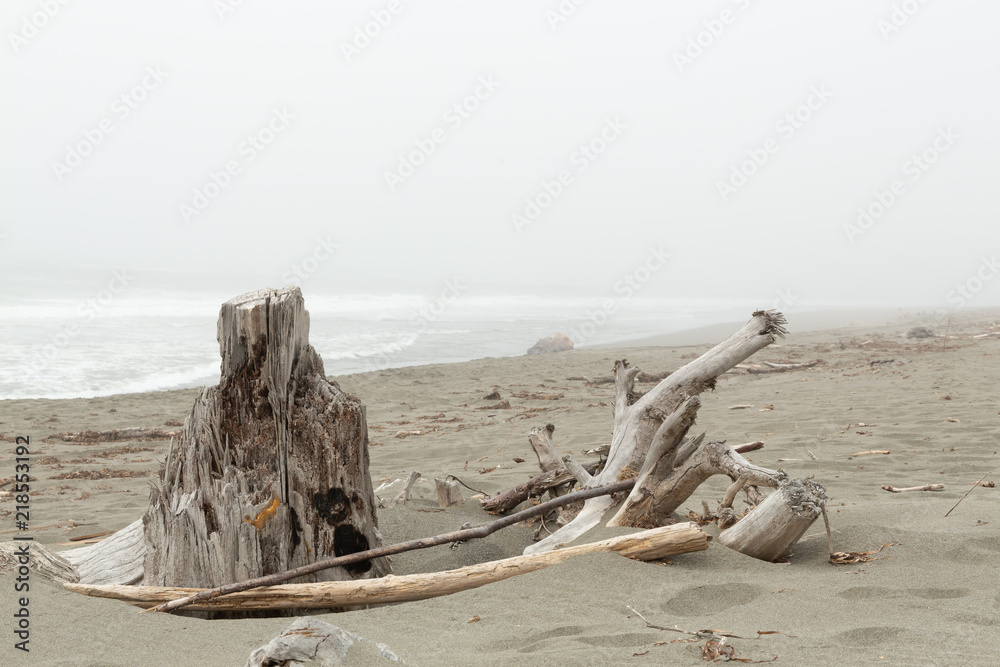 driftwood on a foggy beach along the pacific ocean