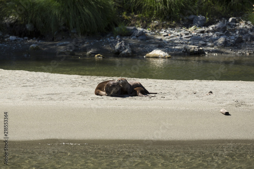 River otters on the bank of the rogue river in oregon