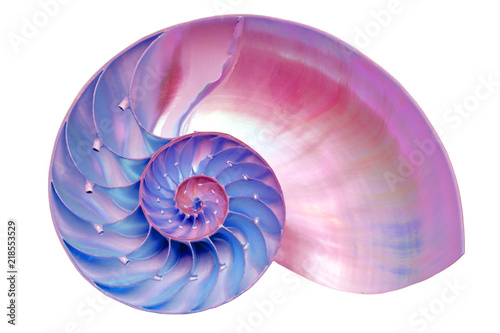 Nautilus shell section isolated on black background photo