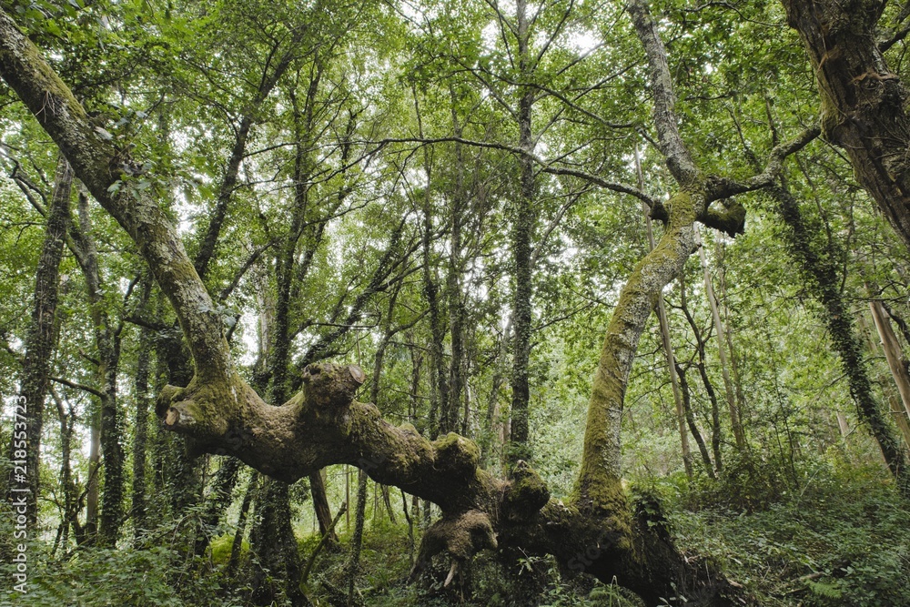 Fototapeta premium Dense forest on a cloudy day. Surreal trunk highlighted. Fairy late ambient