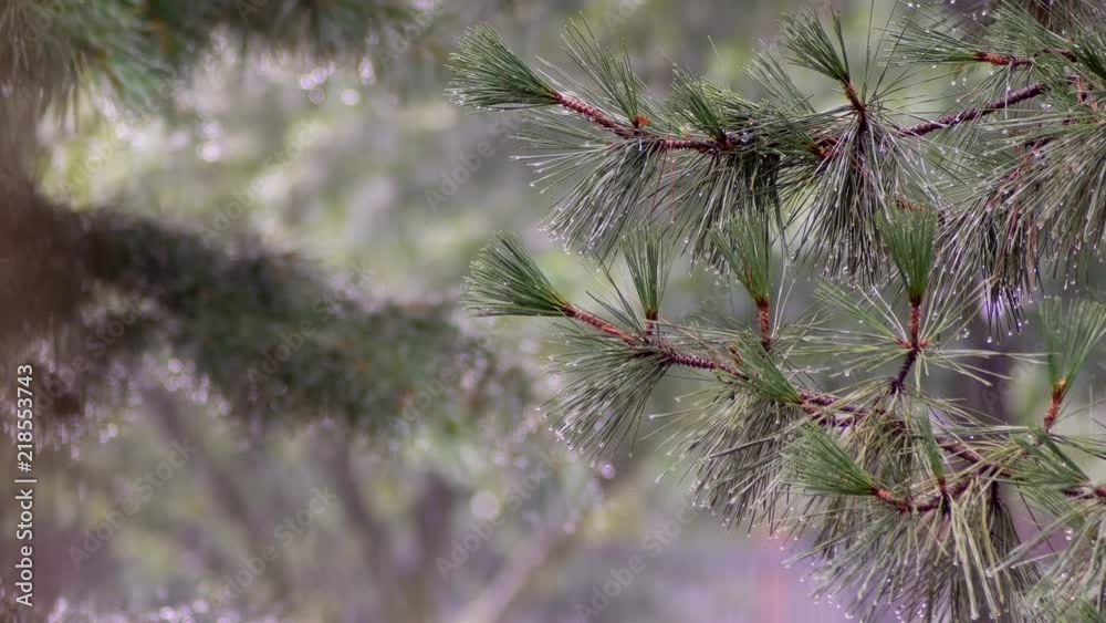 Hail And Heavy Rain Falling On Tree Leaves In abstract rain on tree background. Hail And Heavy Rain Falling On Tree Leaves In abstract rain on tree background.
