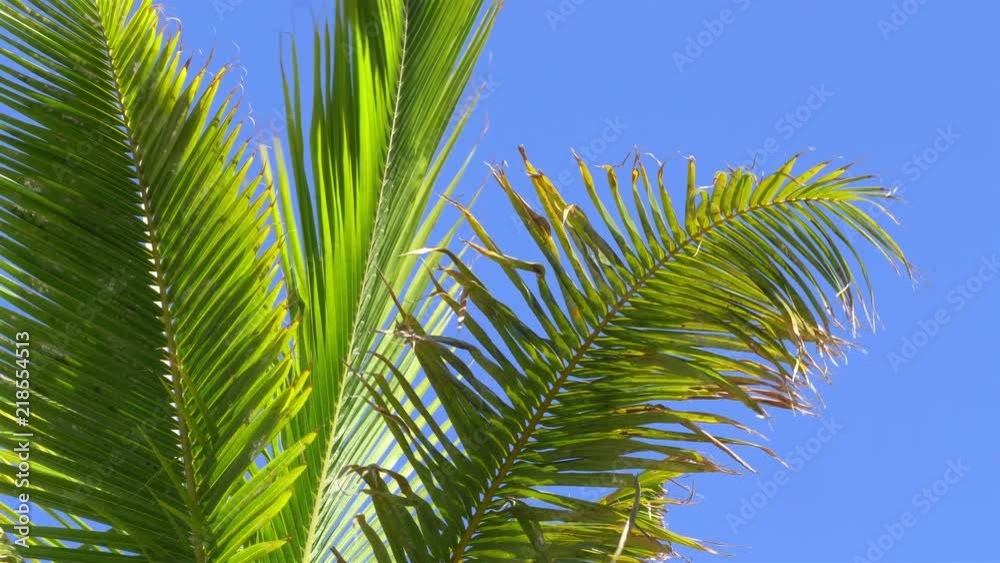 Beautiful palm trees in 4K slow motion 60fps Beautiful palm trees in 4K slow motion 60fps