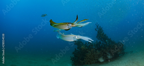 Bigfin Reef Squid © divedog