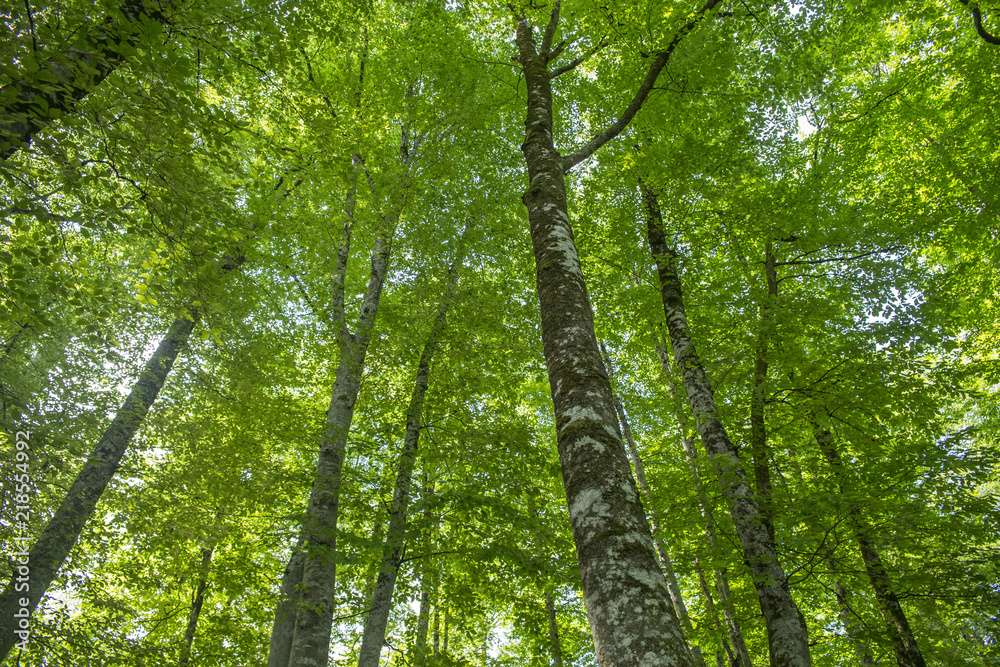 Obraz premium Summer time tree. Dark forest.