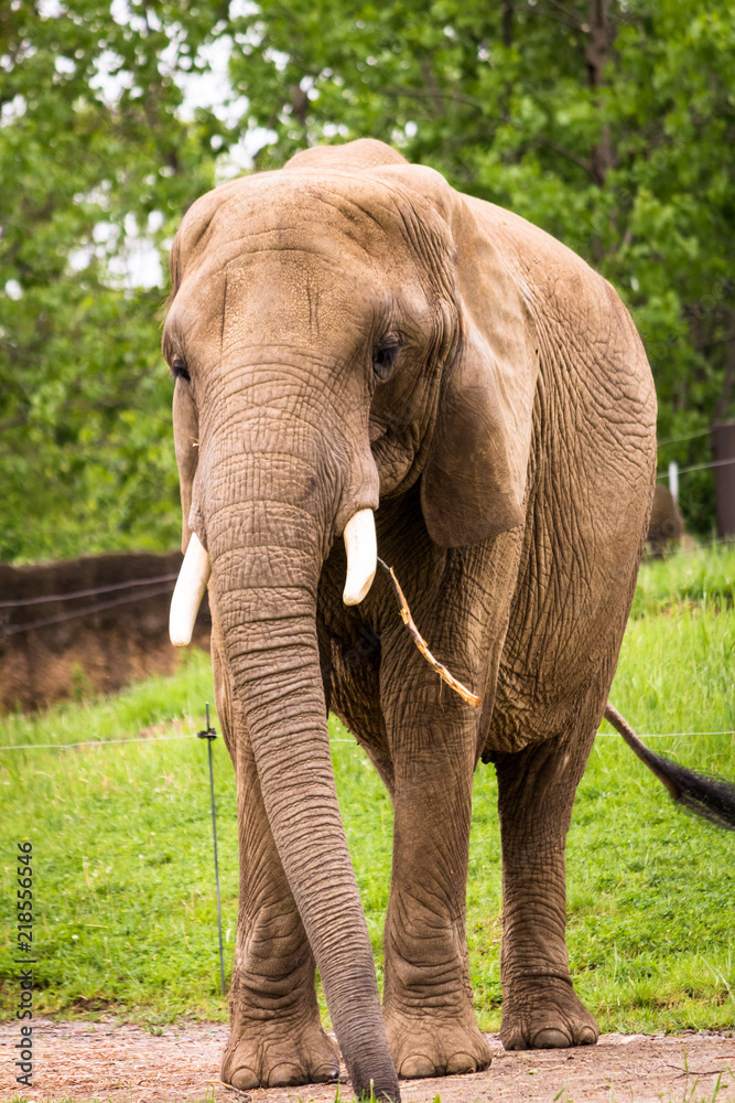 Obraz premium Elephant