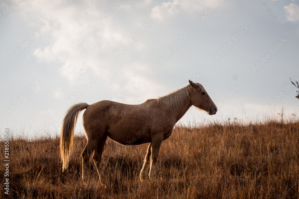 Horse in a brown field Horse in a brown field
