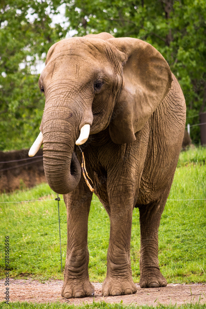 Obraz premium Elephant