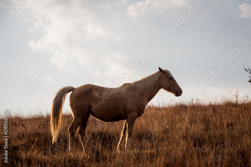 Horse in a brown field © Colin