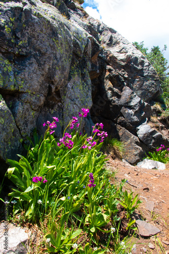 Parry Primrose McCullough Gulch Trail Colorado