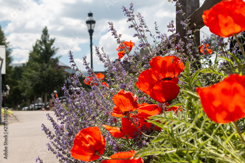 Red Poppies Breckenridge Colorado