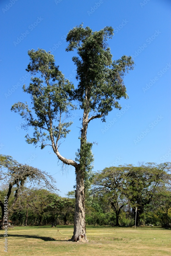 Obraz premium Brazil - landscape 