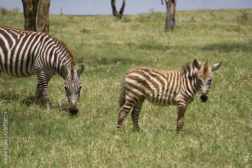 Photography African safari Zebras