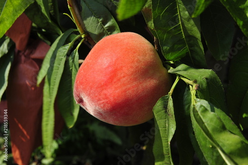 Ripe peaches hanging in a tree