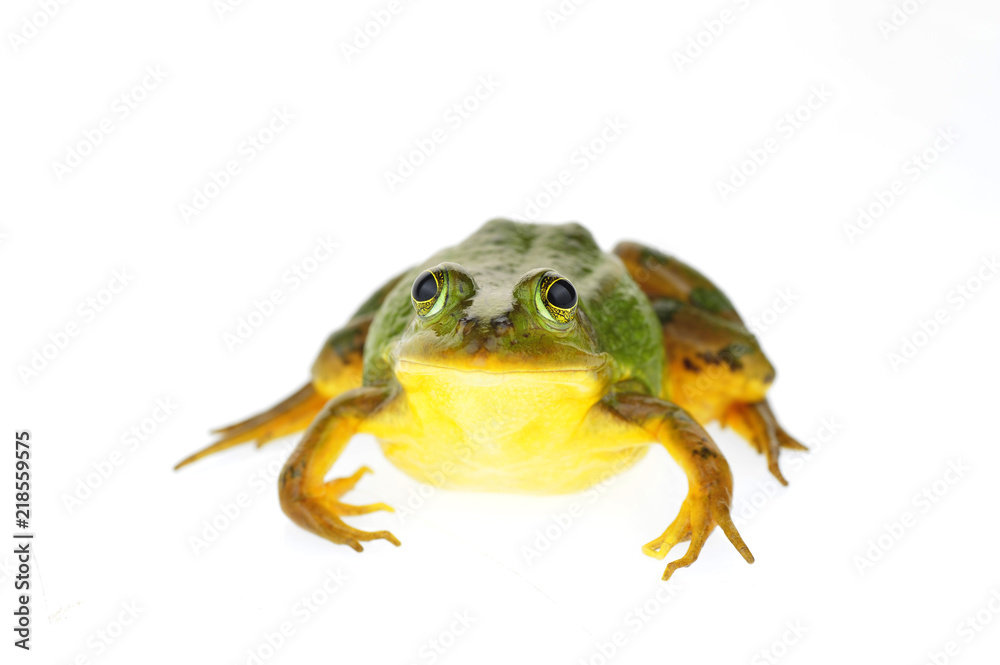 Fototapeta premium Frog isolated on a white background