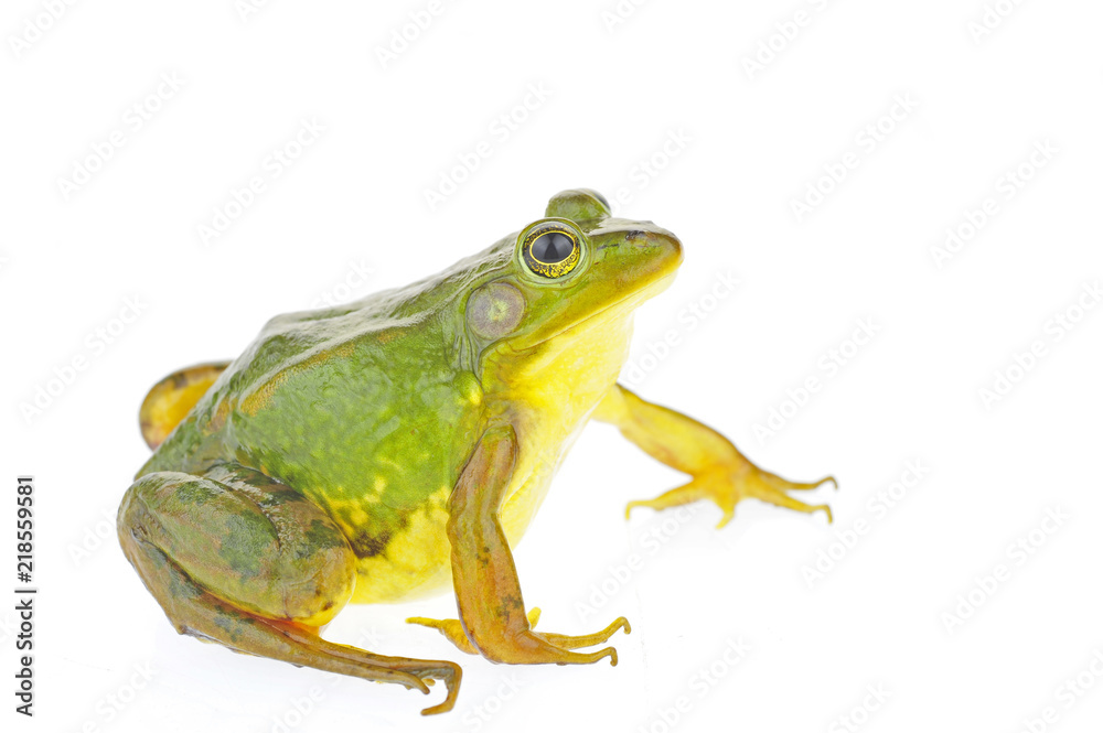 Obraz premium Frog isolated on a white background