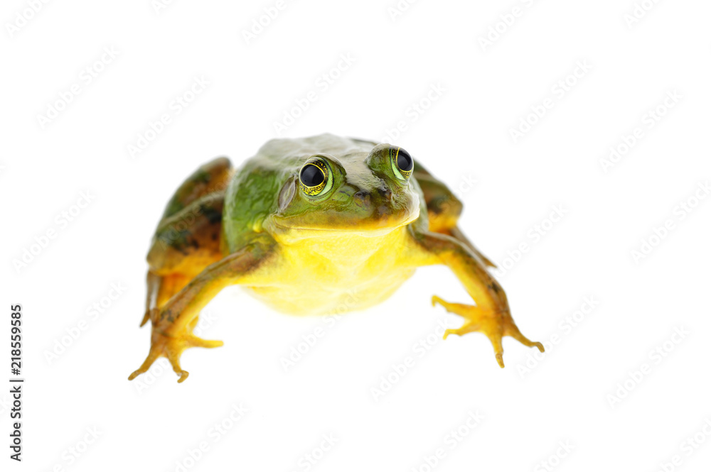 Obraz premium Frog isolated on a white background