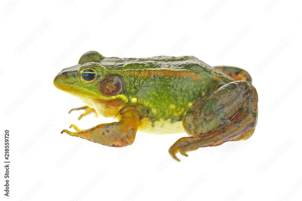 Frog isolated on a white background Frog isolated on a white background
