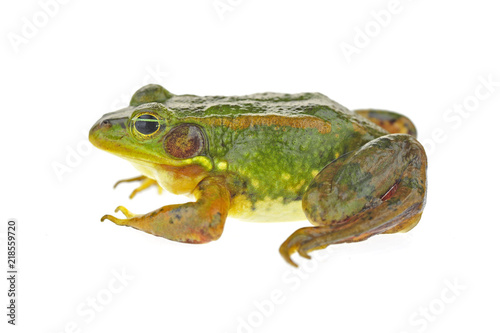 Frog isolated on a white background