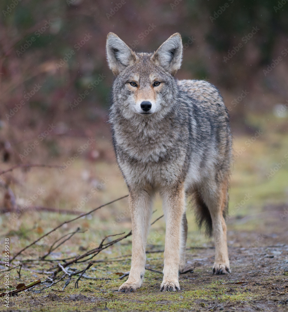 Portrait of Coyote