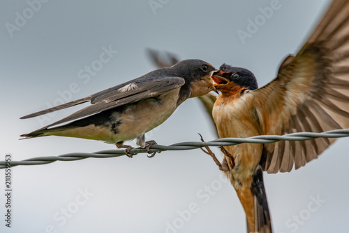 Принти на полотні Swallows on fence wire fighting