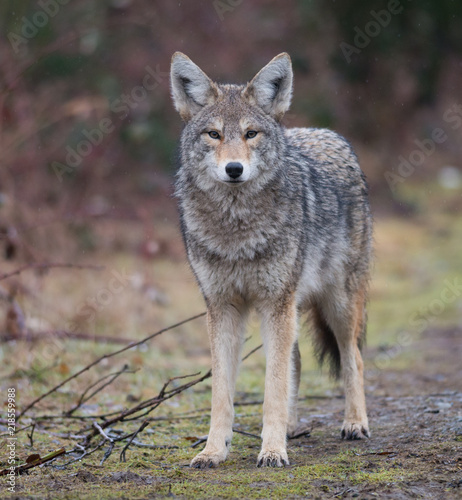 Portrait of Coyote