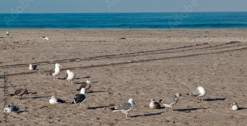 A flock of seagulls on a beach in southern California, USA in sunshine during summer