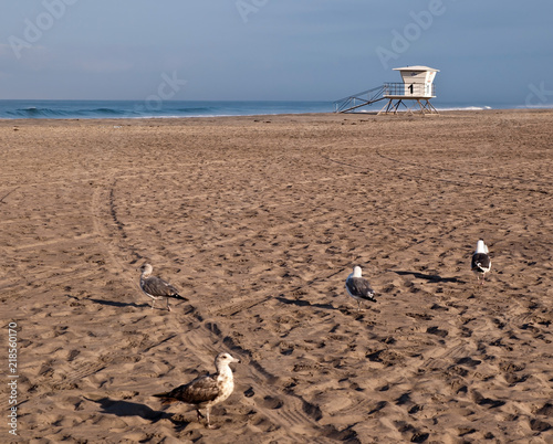 Four seagulls on a beach in southern California, USA with a lifeguard shack in the background on a sunny day in summer