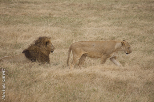 Photography African safari lions