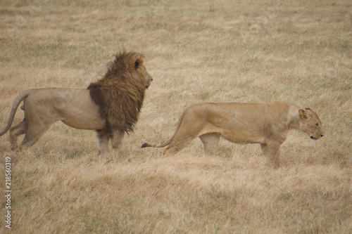Photography African safari lions