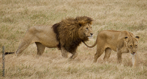 Canvas Print African safari lions