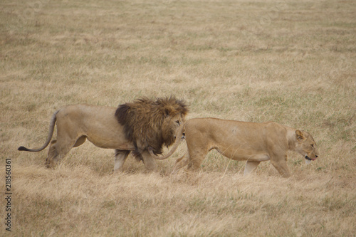 Canvas Print African safari lions
