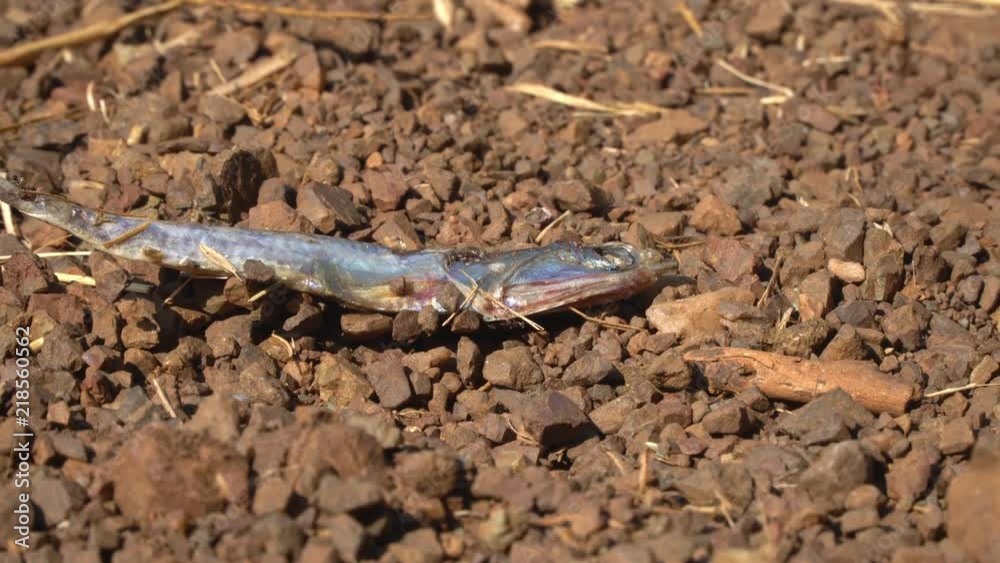 Dead anchovy being scavenged by ants on a rocky beach. Dead anchovy being scavenged by ants on a rocky beach.
