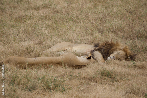 Photography African safari lions