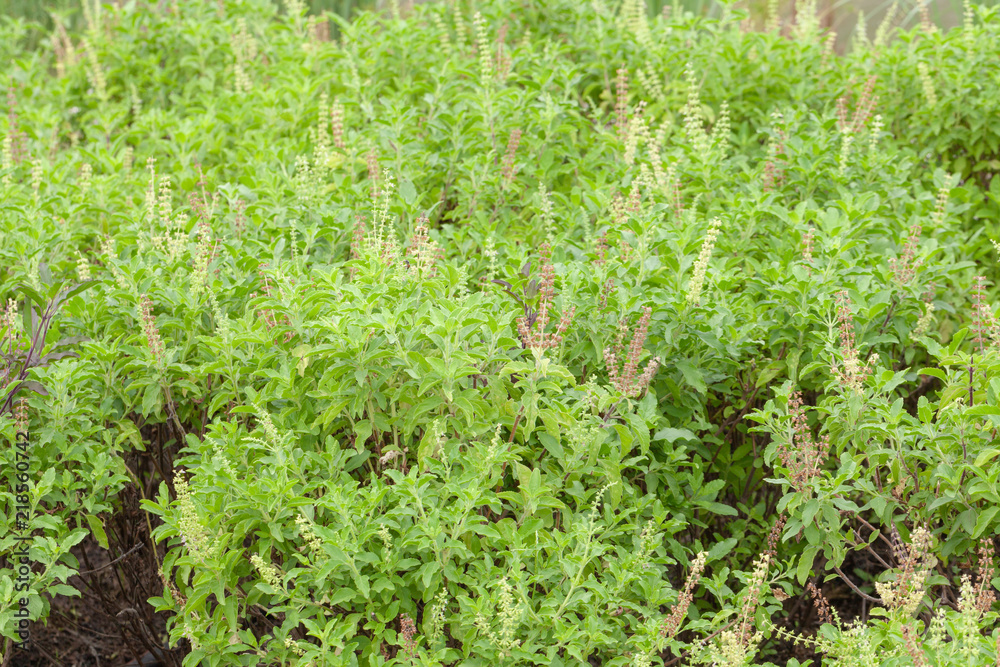 close up of thai basil or sweet basil in the garden close up of thai basil or sweet basil in the garden