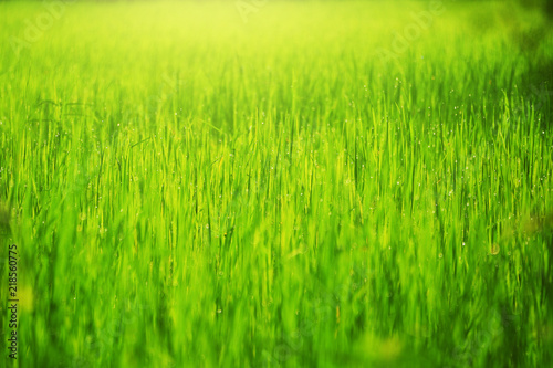 Green rice field with light in Thailand countryside. Fresh and relax photo