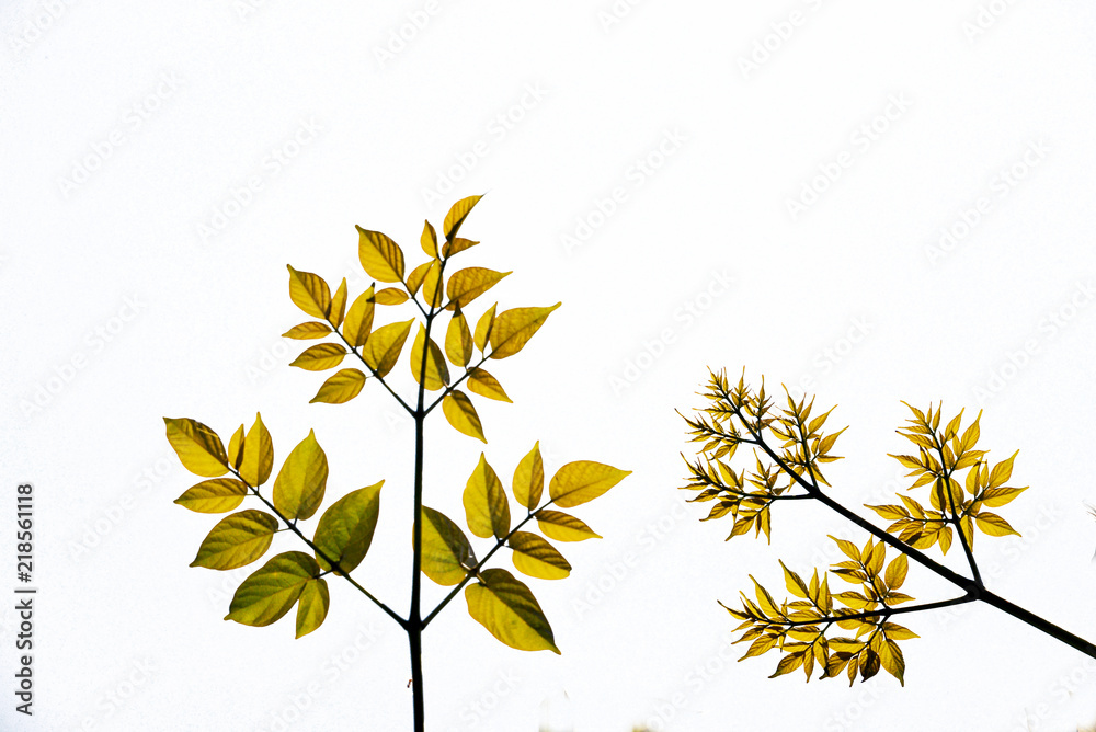 green leaf branches of tree on white background