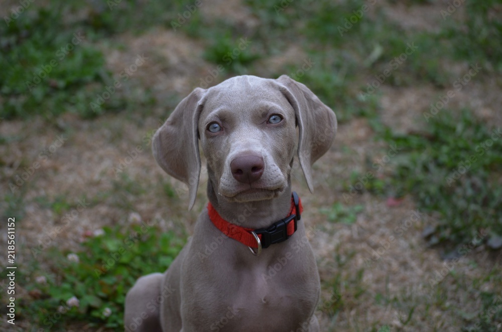 Weimaraner puppy nine weeks