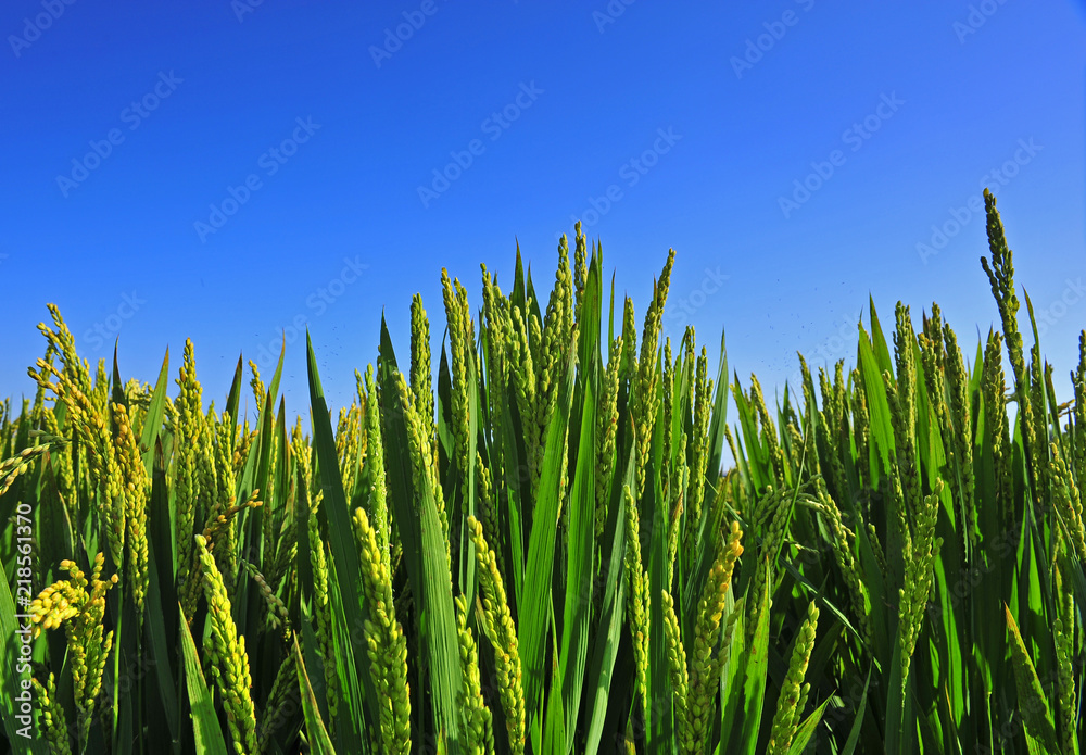 Obraz premium Paddy fields