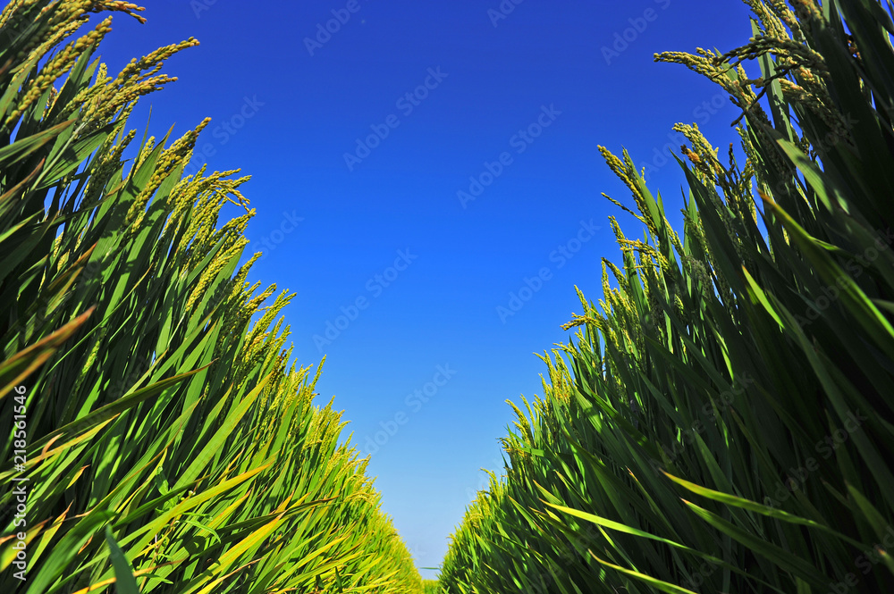 Fototapeta premium Paddy fields