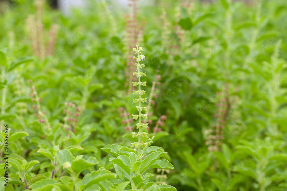 close up of thai basil or sweet basil in the garden close up of thai basil or sweet basil in the garden
