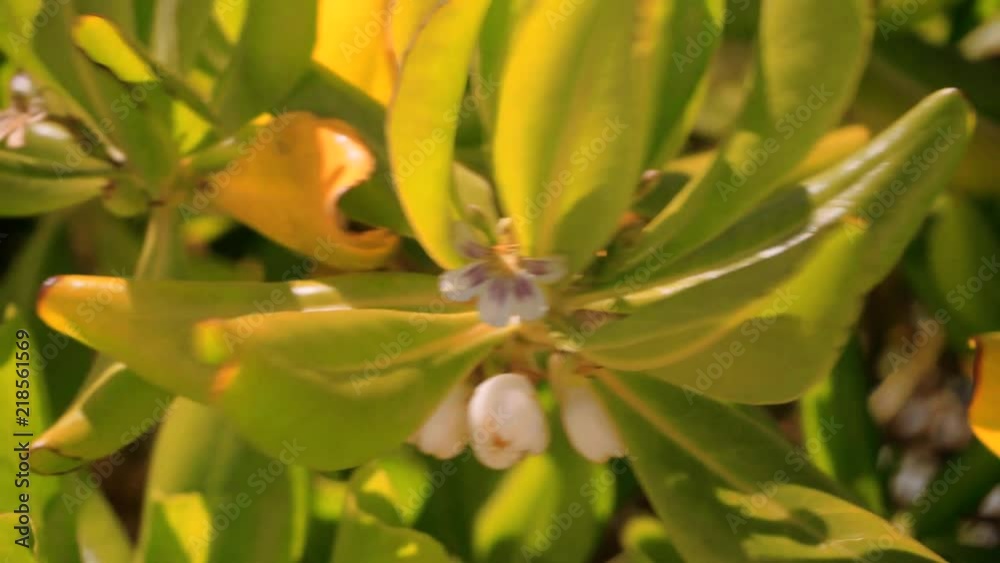 West Grand Bahama Island beach purslane closeup West Grand Bahama Island beach purslane closeup